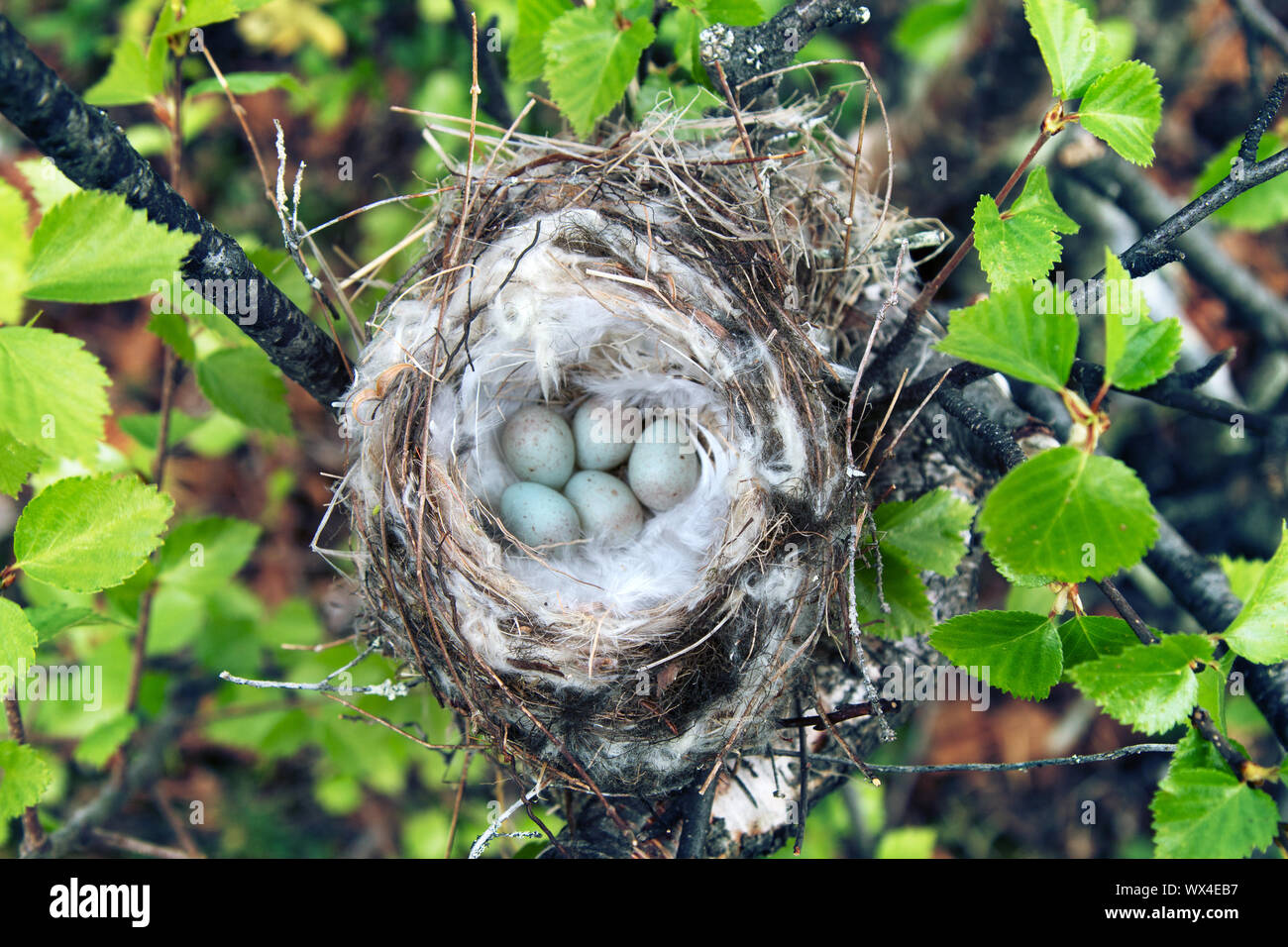 Vögel Nester guide. Gemütliche Arktis redpoll (Acanthis hornemanni) White Nest in Birke unter der Skala flechten. Die Verschachtelung ist hohl mit partrid gefüttert Stockfoto