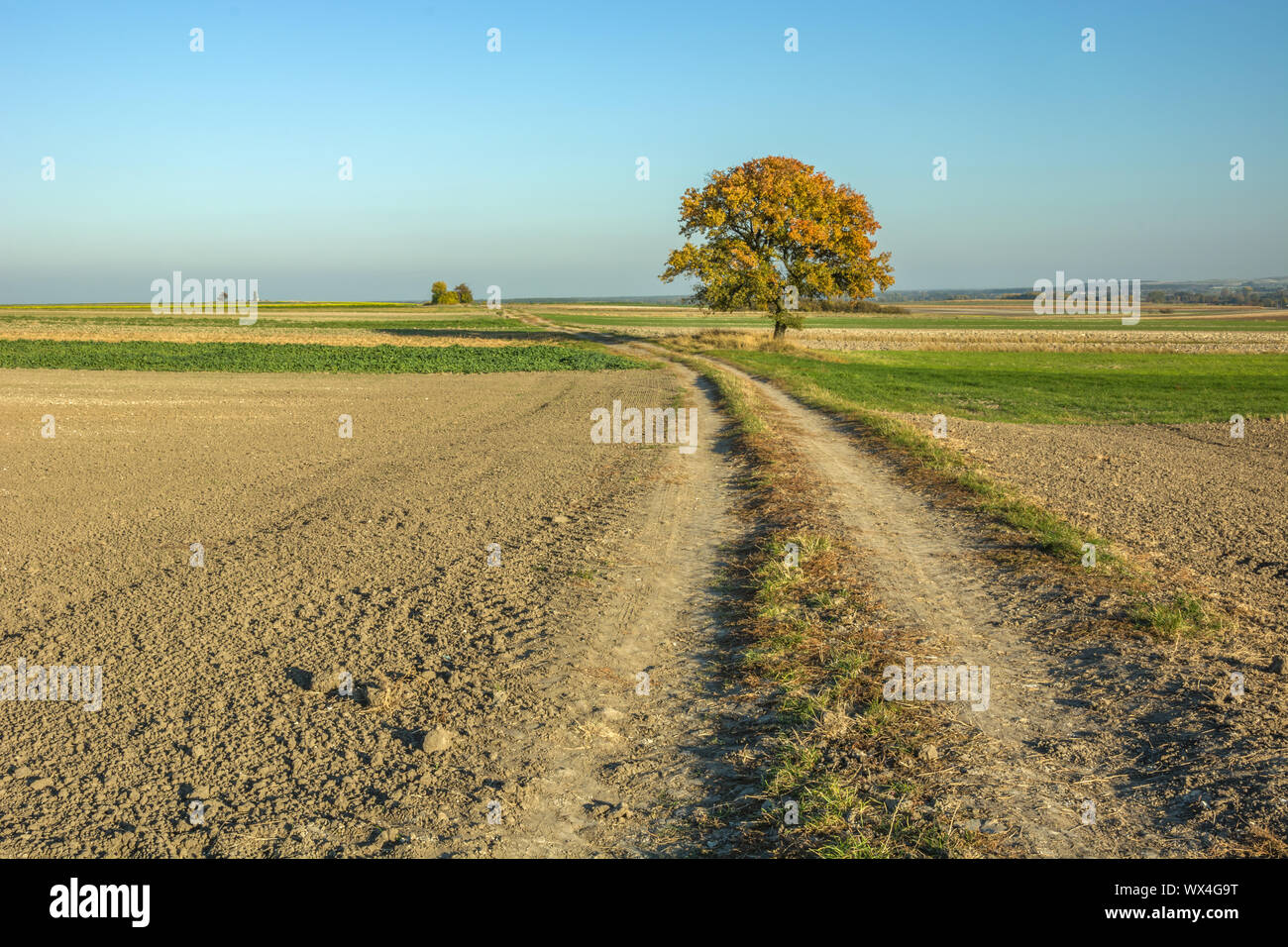 Unbefestigte Straße durch gepflügten Feldern und im Herbst einsamer Baum Stockfoto