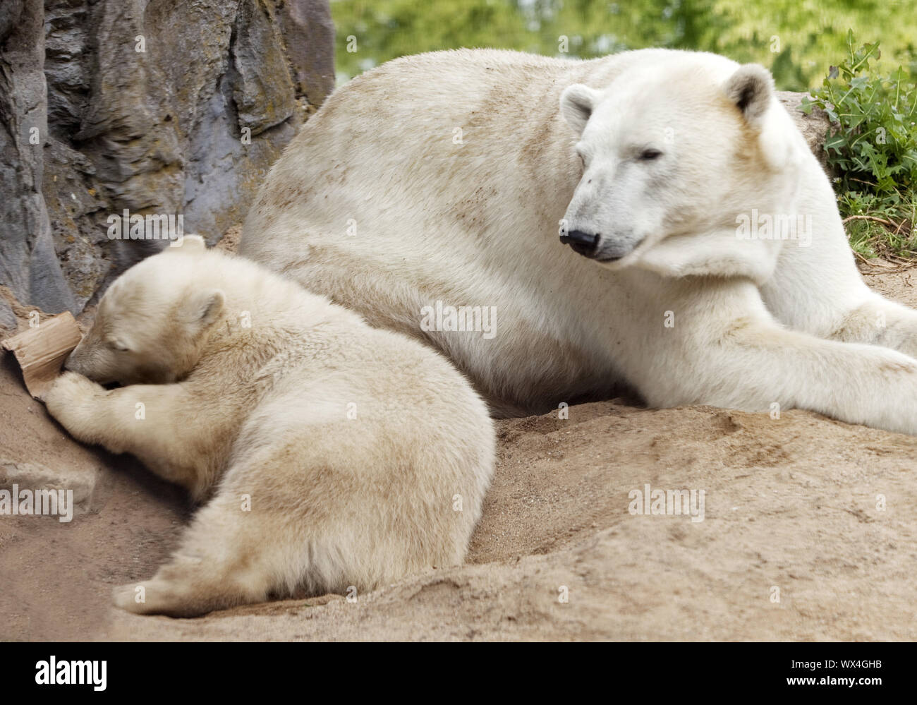 Eisbär kind Nanook und Eisbär Mutter Lara in der ZOOM Erlebniswelt, Gelsenkirchen, Deutschland Stockfoto