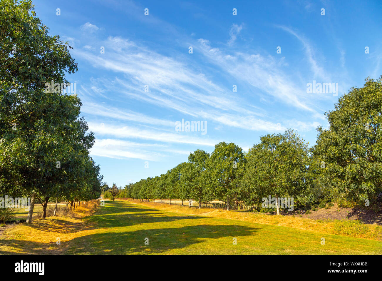 Avenue mit Linden an der RHS Hyde Hall, Chelmsford, Essex, England, Vereinigtes Königreich. Stockfoto