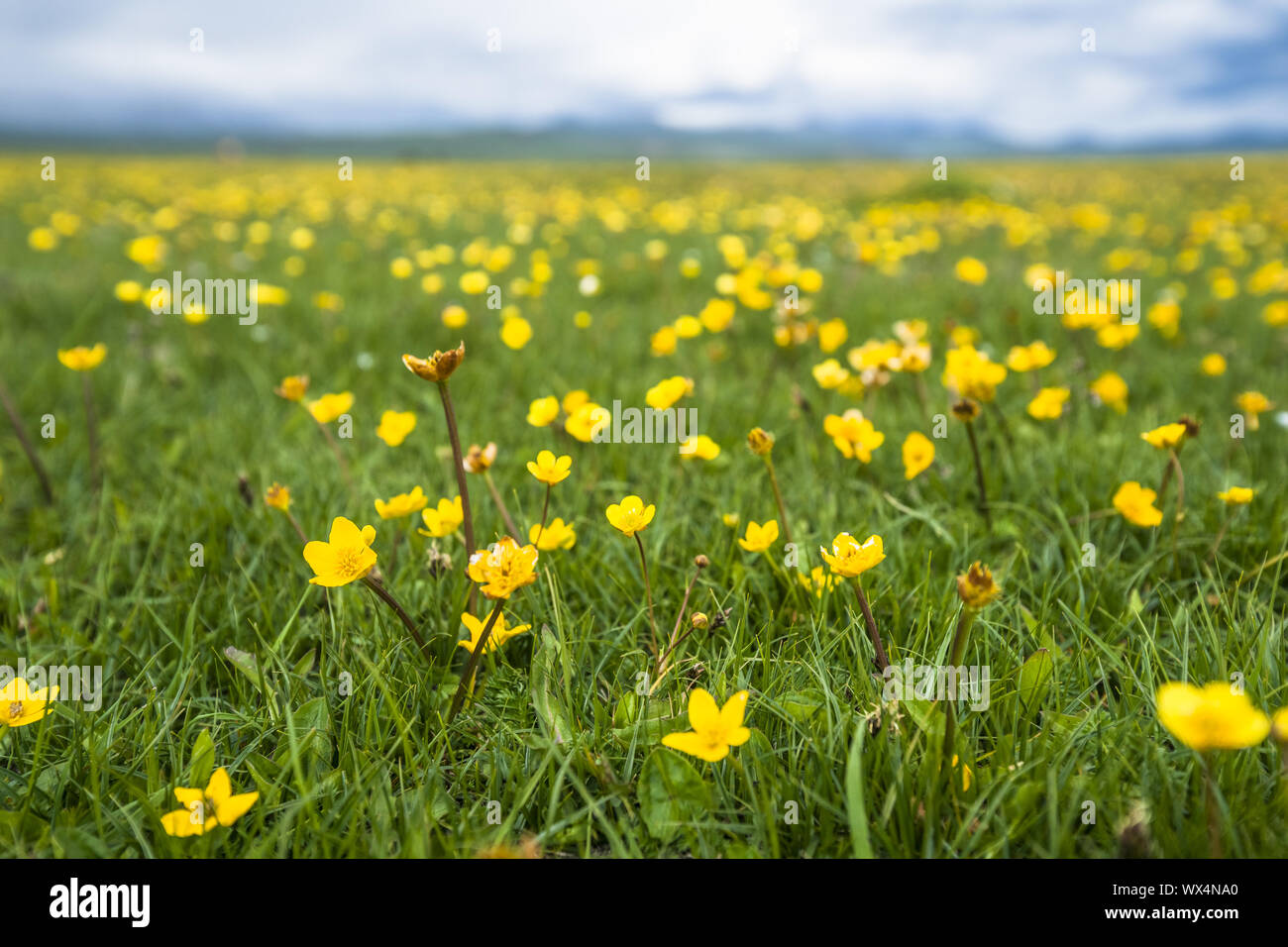 Wilde Blume Stockfoto