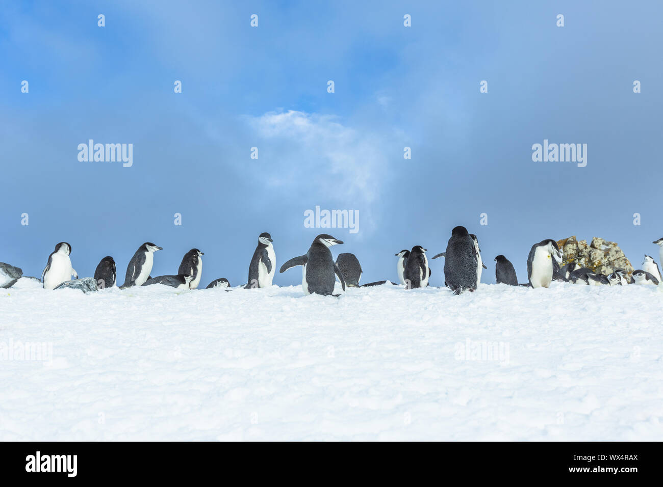 Gentoo Penguins auf Eisberg Stockfoto