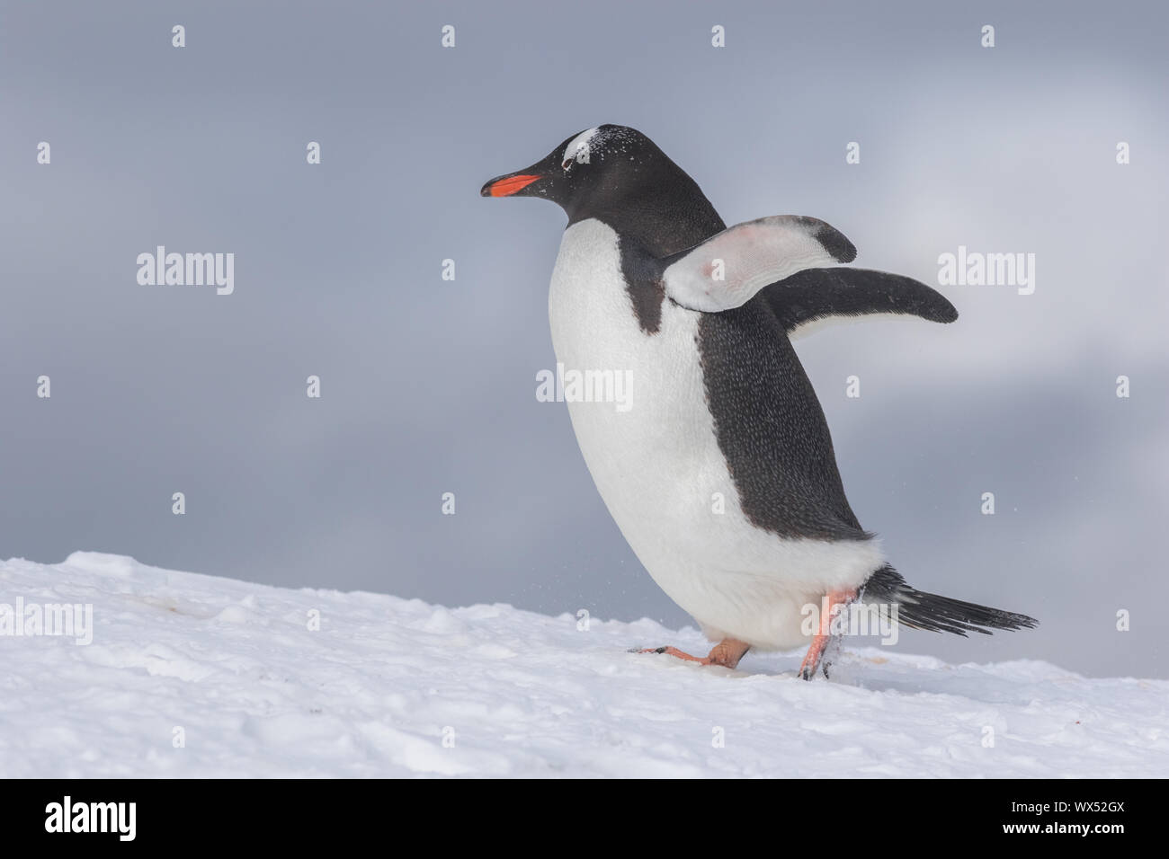 Gentoo Penguins auf Eisberg Stockfoto