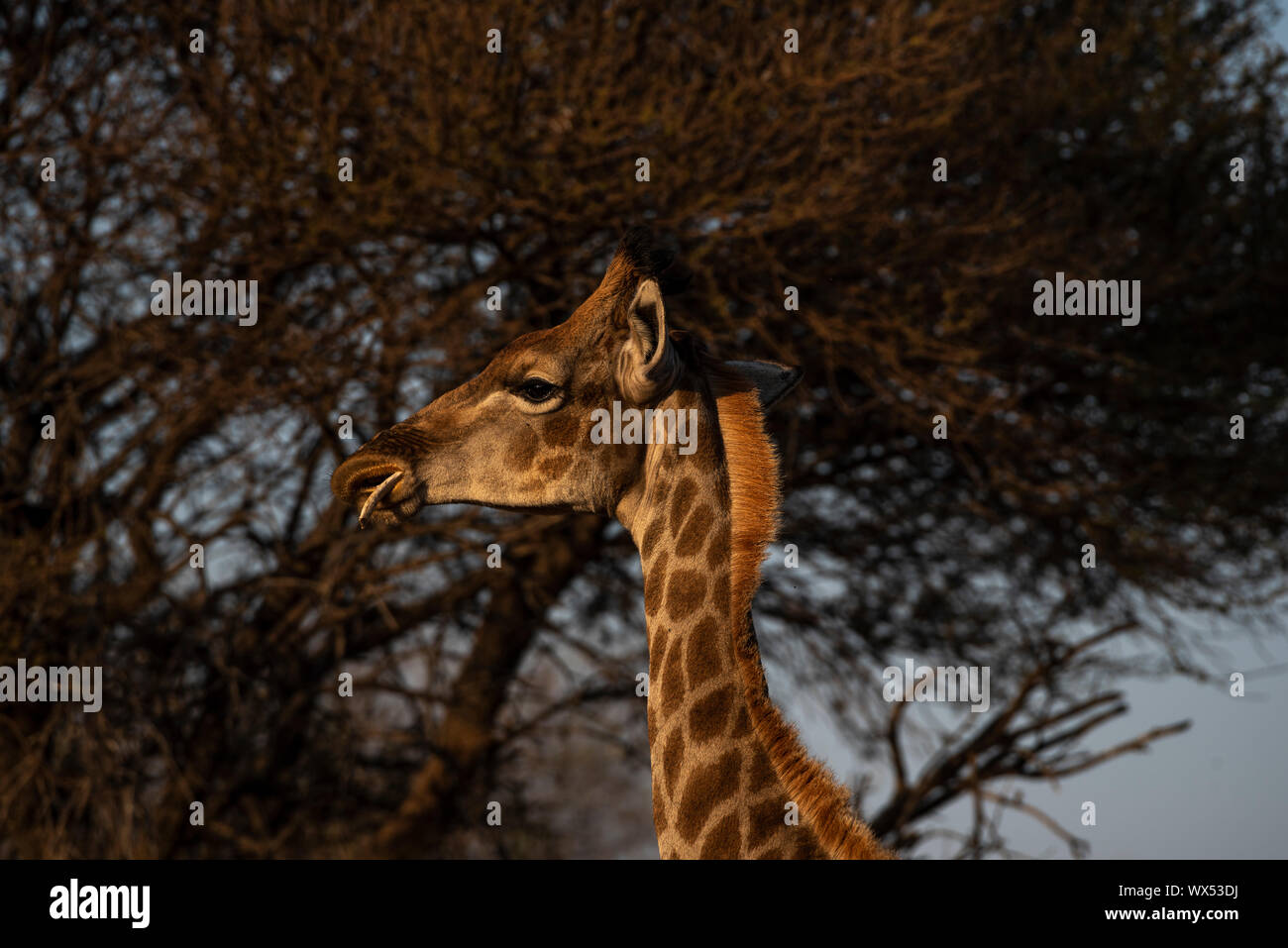 Eine Giraffe Kauen auf einem Knochen extra Kalzium und andere Vitamine und Mineralien in ihrer Diät zu gewinnen Stockfoto