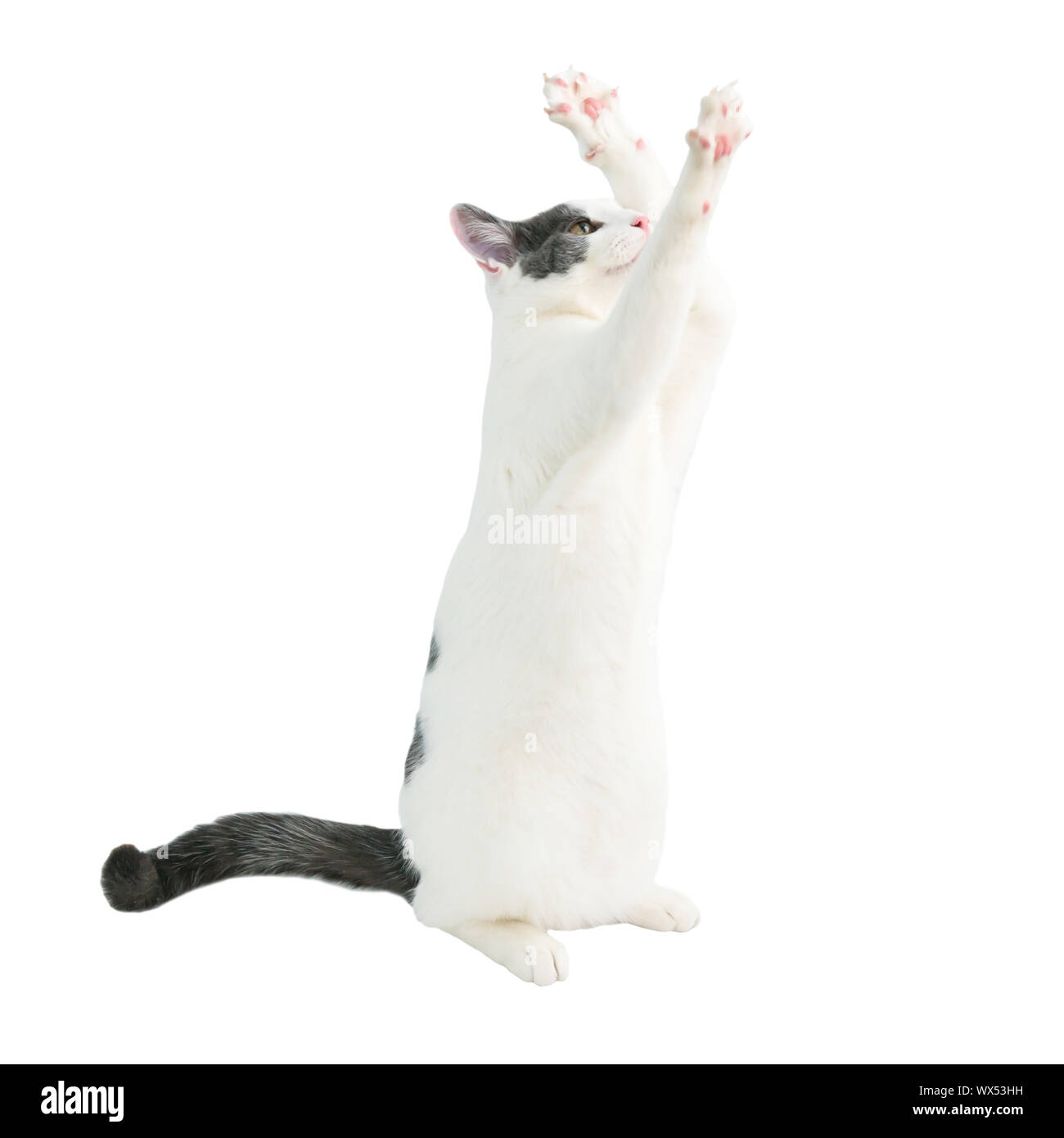 Weißer junge Katze mit schwarzen Schwanz Stockfoto