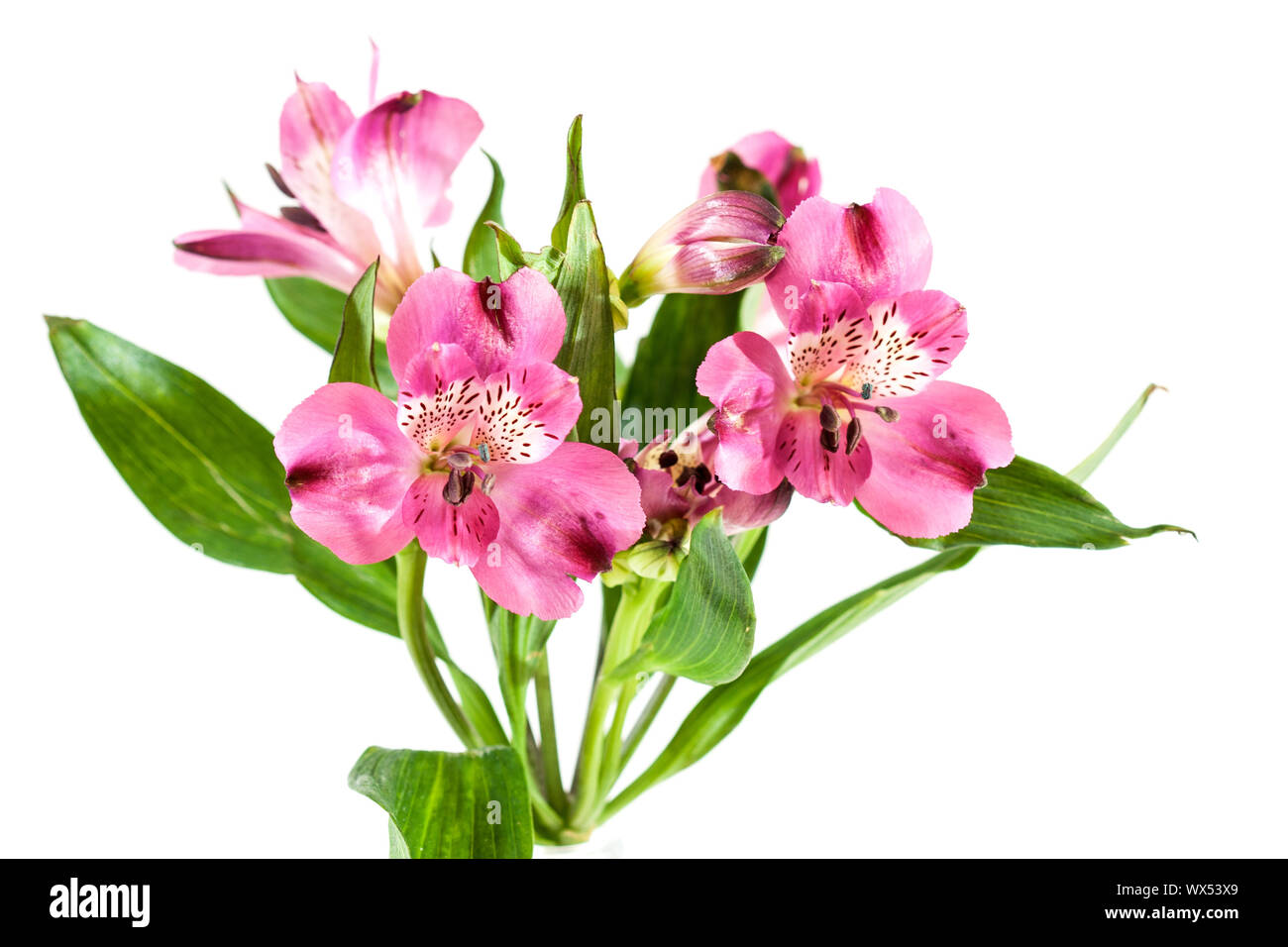Rosa Blumen alstroemeria Stockfoto