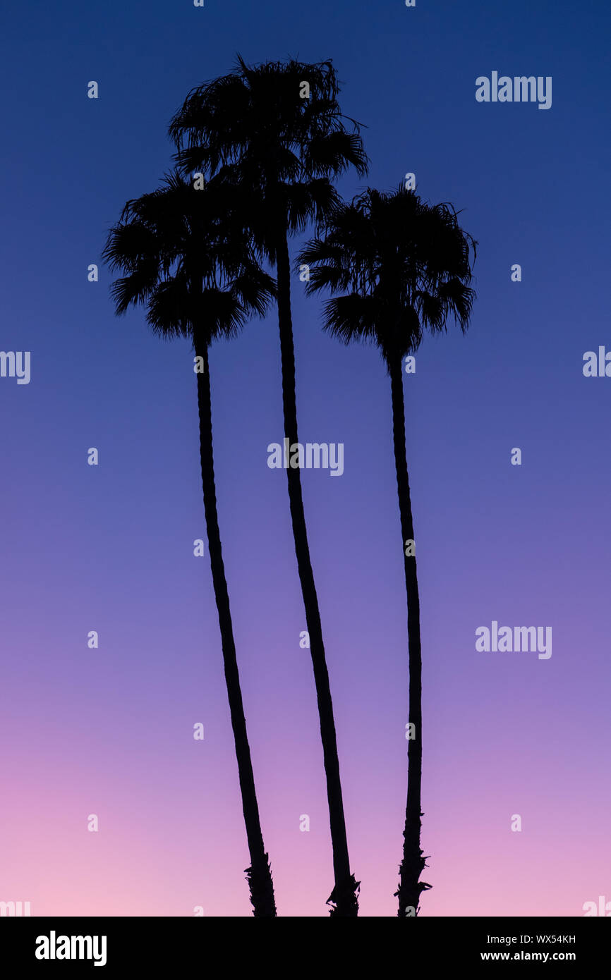 Drei große Palmen in schwarze Silhouette gegen einen schönen Himmel bei Sonnenuntergang mit colorul Schattierungen von rosa, pfirsich, Lila und Blau Stockfoto