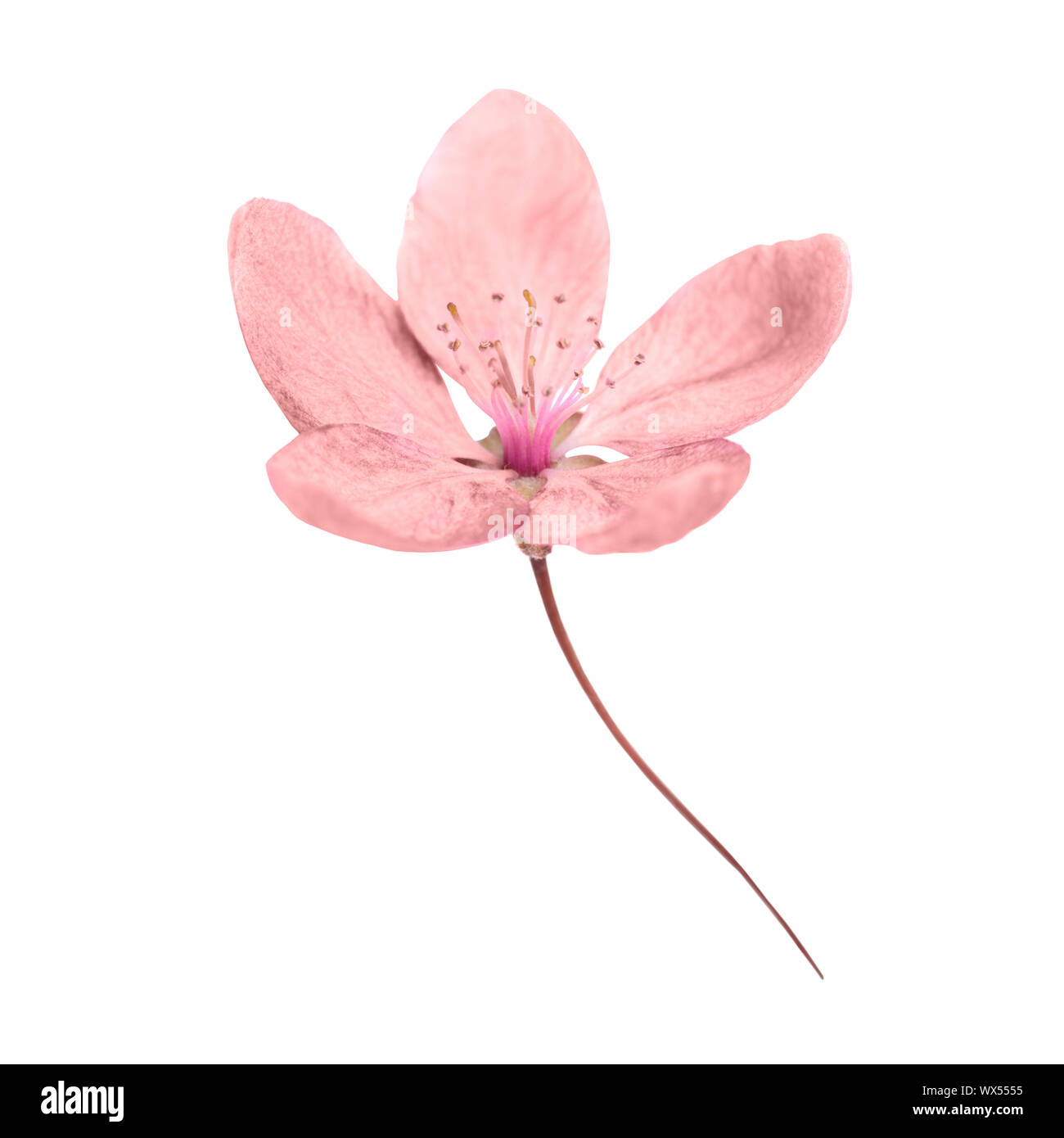 Rosa Blume isoliert auf weiss Stockfoto