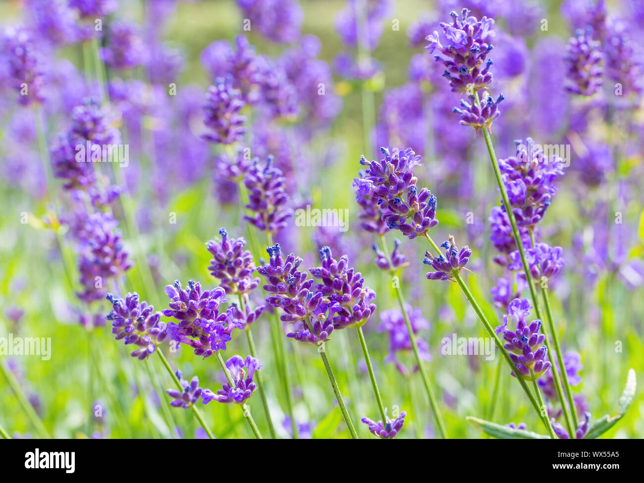 Viele blühende lila Blüten von Lavendel außerhalb Stockfoto
