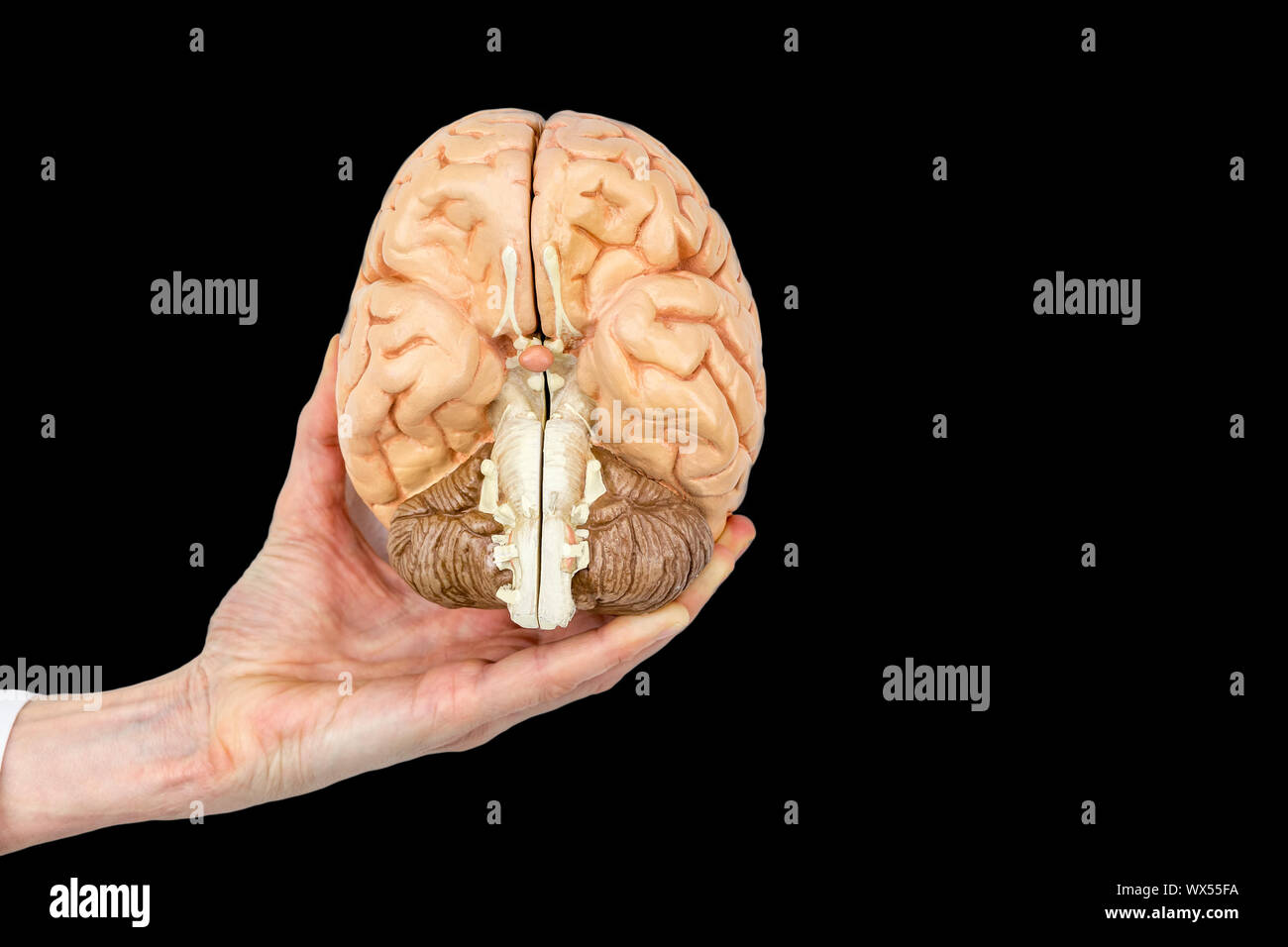 Hand hält Modell menschlichen Gehirn auf schwarzem Hintergrund Stockfoto