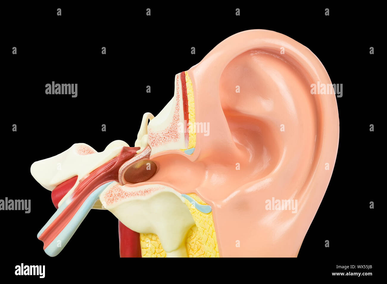 Innerhalb der menschlichen Ohr Modell auf schwarzem Hintergrund Stockfoto