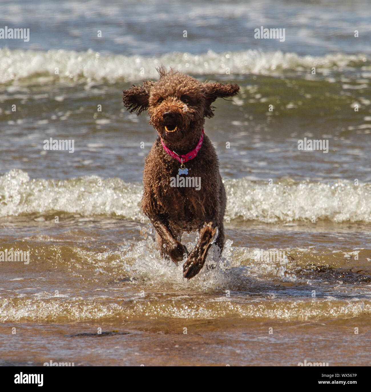 Ein labradoodle aus dem Meer Stockfoto