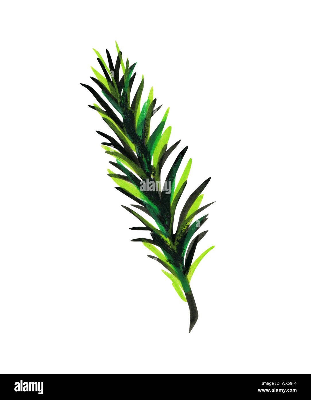 Flauschige grüne Zweig der Kiefer oder Fichte. Design Element für Weihnachten. Auf weissem Hintergrund. Helle grafische Darstellung. Stockfoto