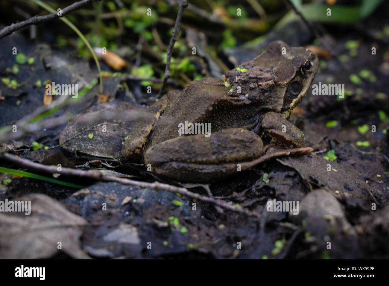 Frosch sitzend auf dem Boden warten zu springen Stockfoto