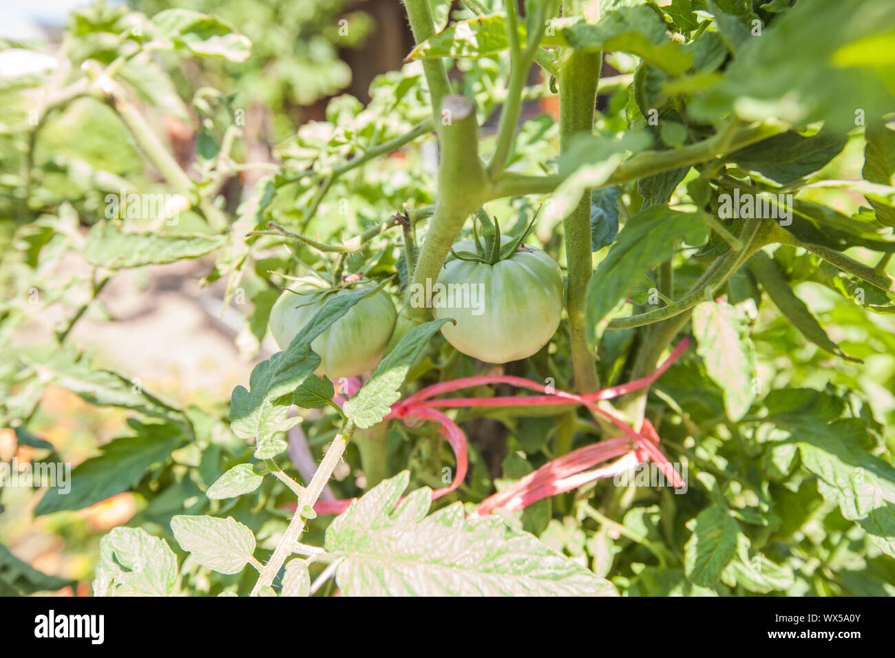 Bio Tomaten am Zweig, gewachsene lokale Essen, nicht GVO-Lebensmittel, gesunde Gemüse in der Küche Garten kultiviert. Stockfoto