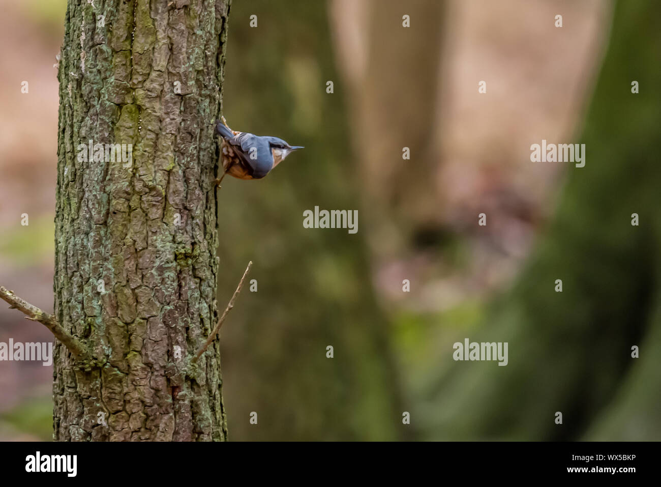 Makro Foto in der Nähe von wunderschönen Pilze im Wald im Herbst mit Moos Stockfoto