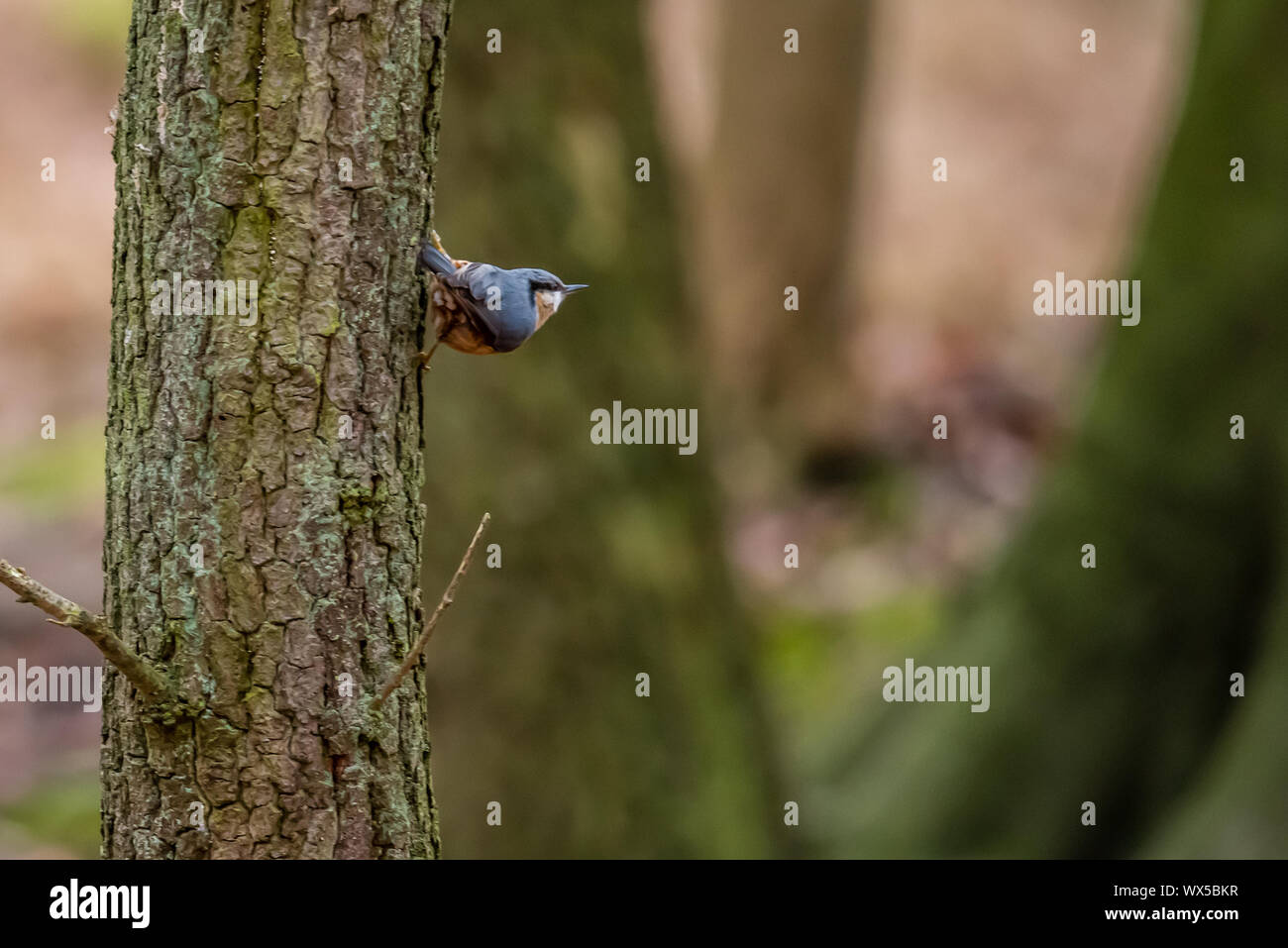 Makro Foto in der Nähe von wunderschönen Pilze im Wald im Herbst mit Moos Stockfoto