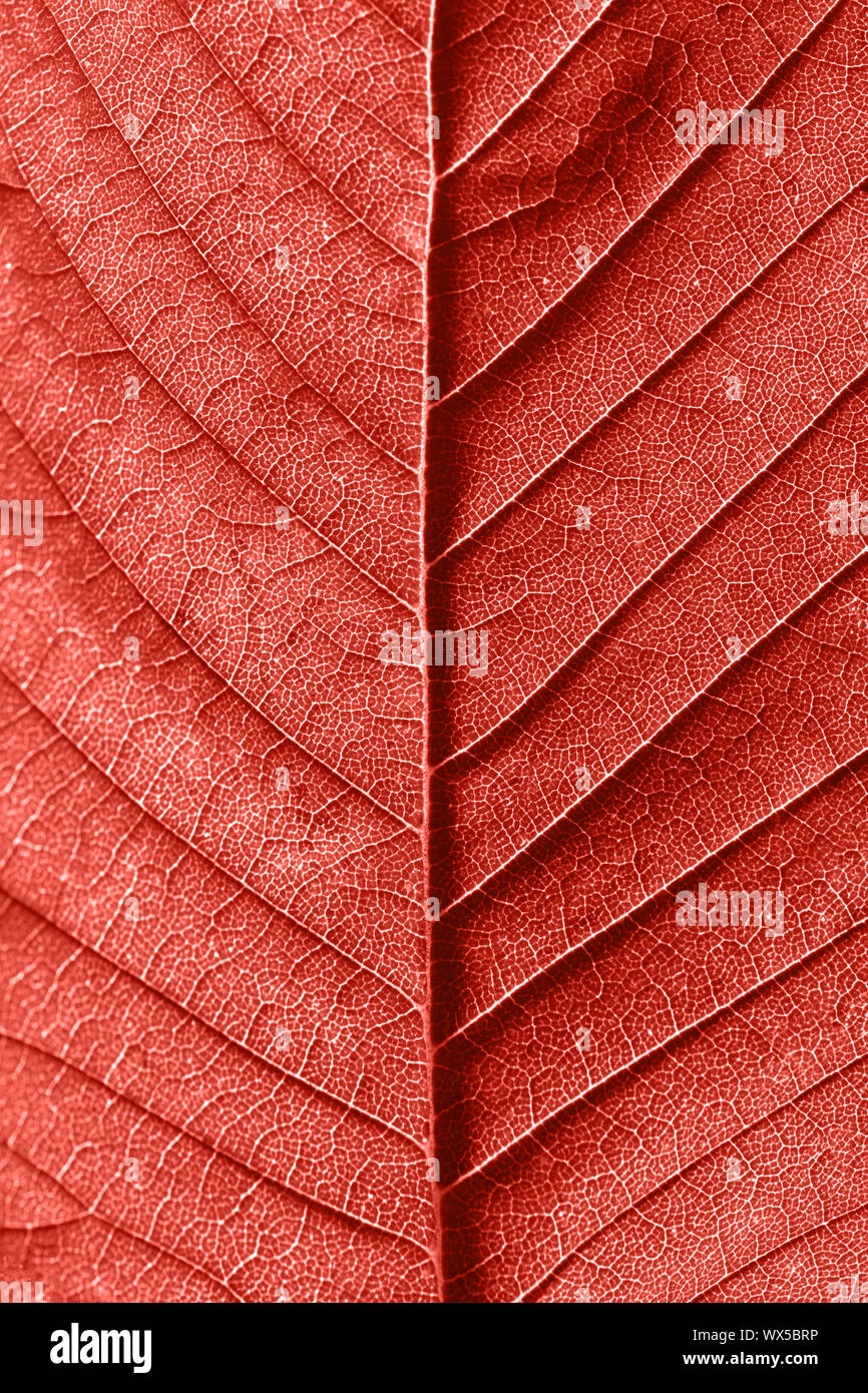 Dekorative texturierte viens Blatt Makro Muster als kreative Hintergrund für Ihre Ideen in einer Farbe des Jahres 2019 Living Coral pa Stockfoto