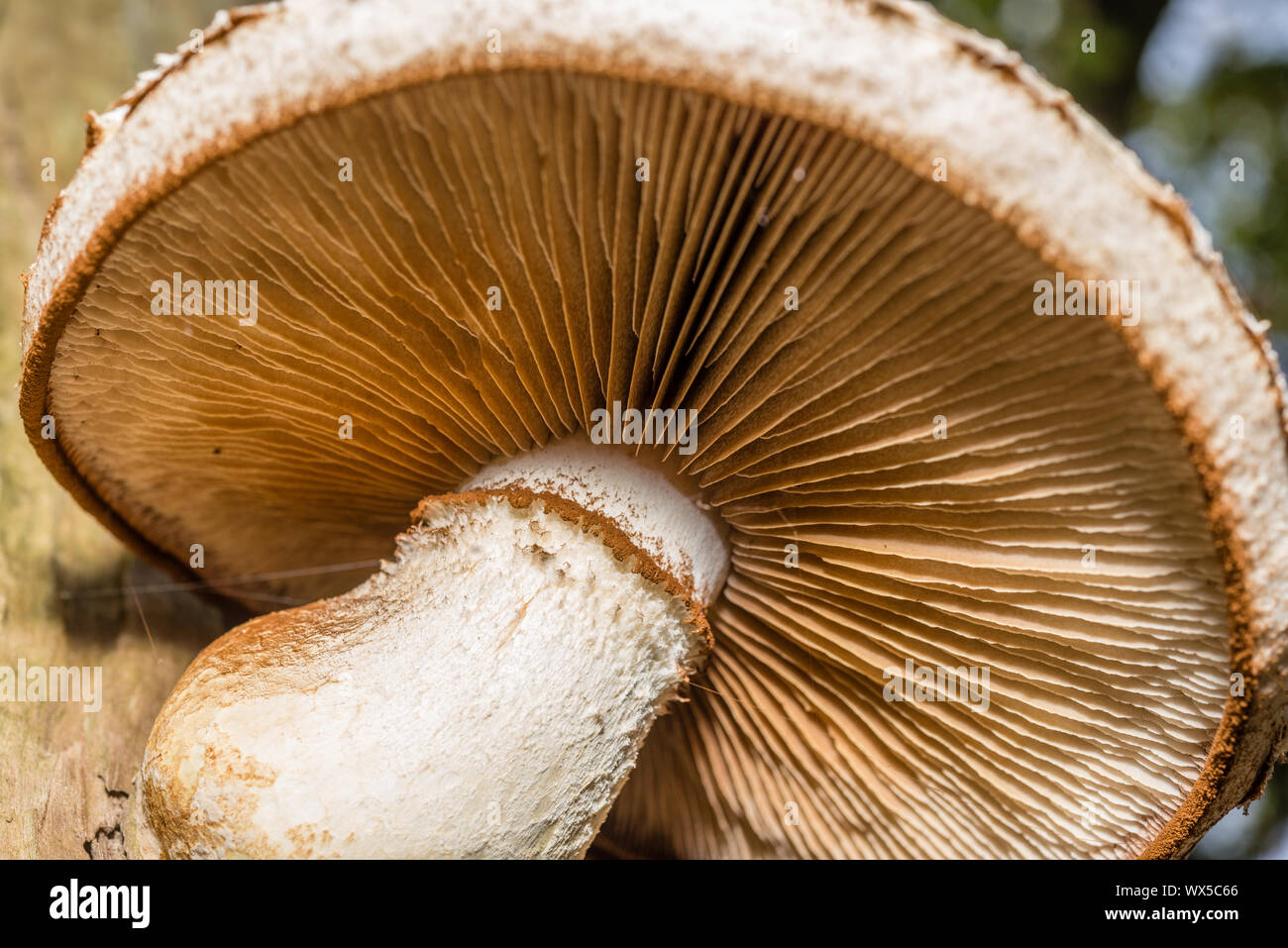 Makro Foto in der Nähe von wunderschönen Pilze im Wald im Herbst mit Moos Stockfoto
