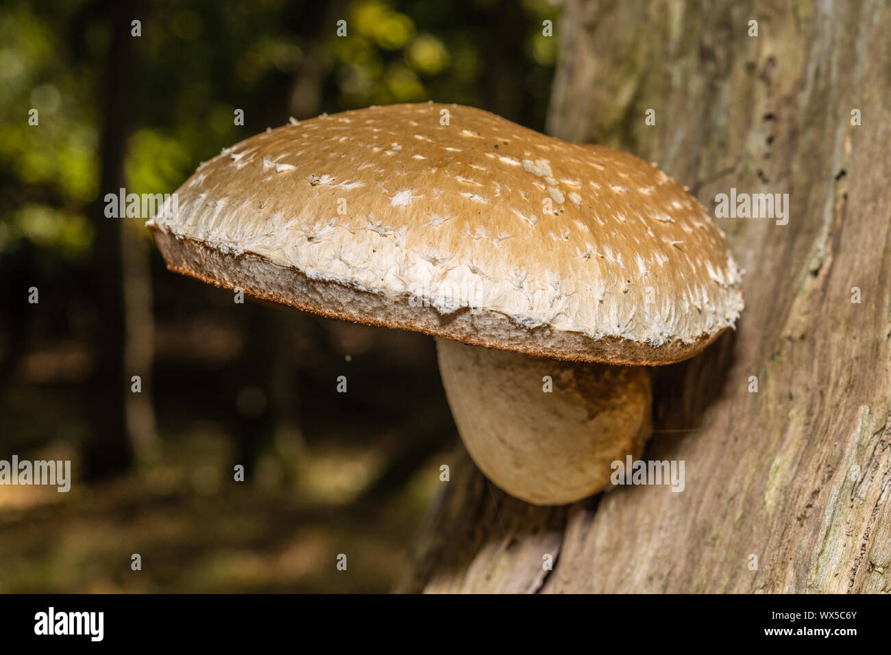 Makro Foto in der Nähe von wunderschönen Pilze im Wald im Herbst mit Moos Stockfoto