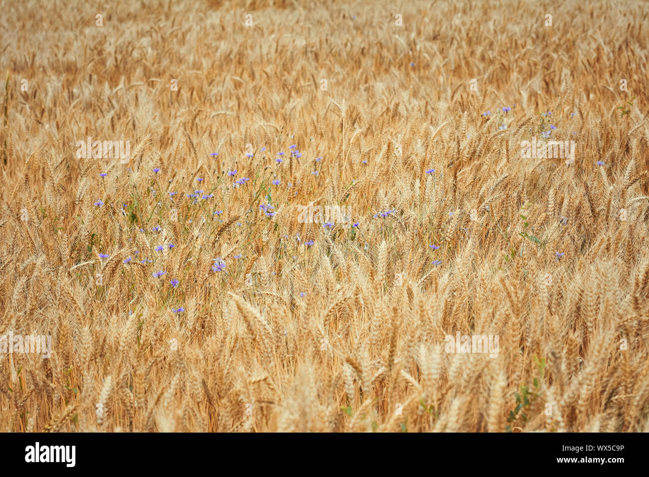 Сornflowers in einem Weizenfeld Stockfoto