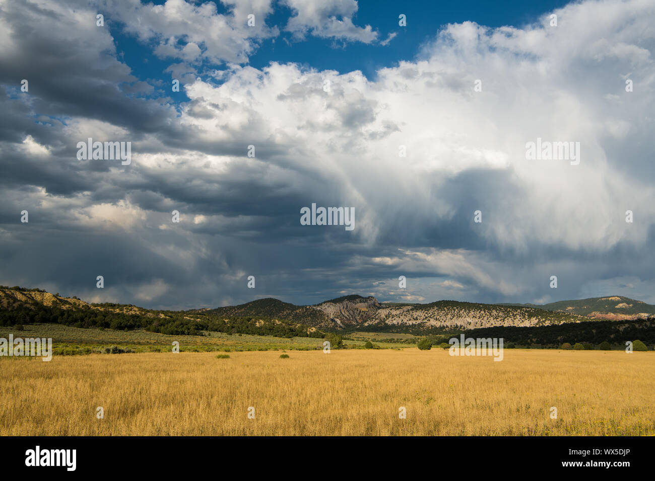 Ländliche Szene der goldenen Feld unter einem dramatischen stürmischen Himmel im Norden von New Mexico Stockfoto