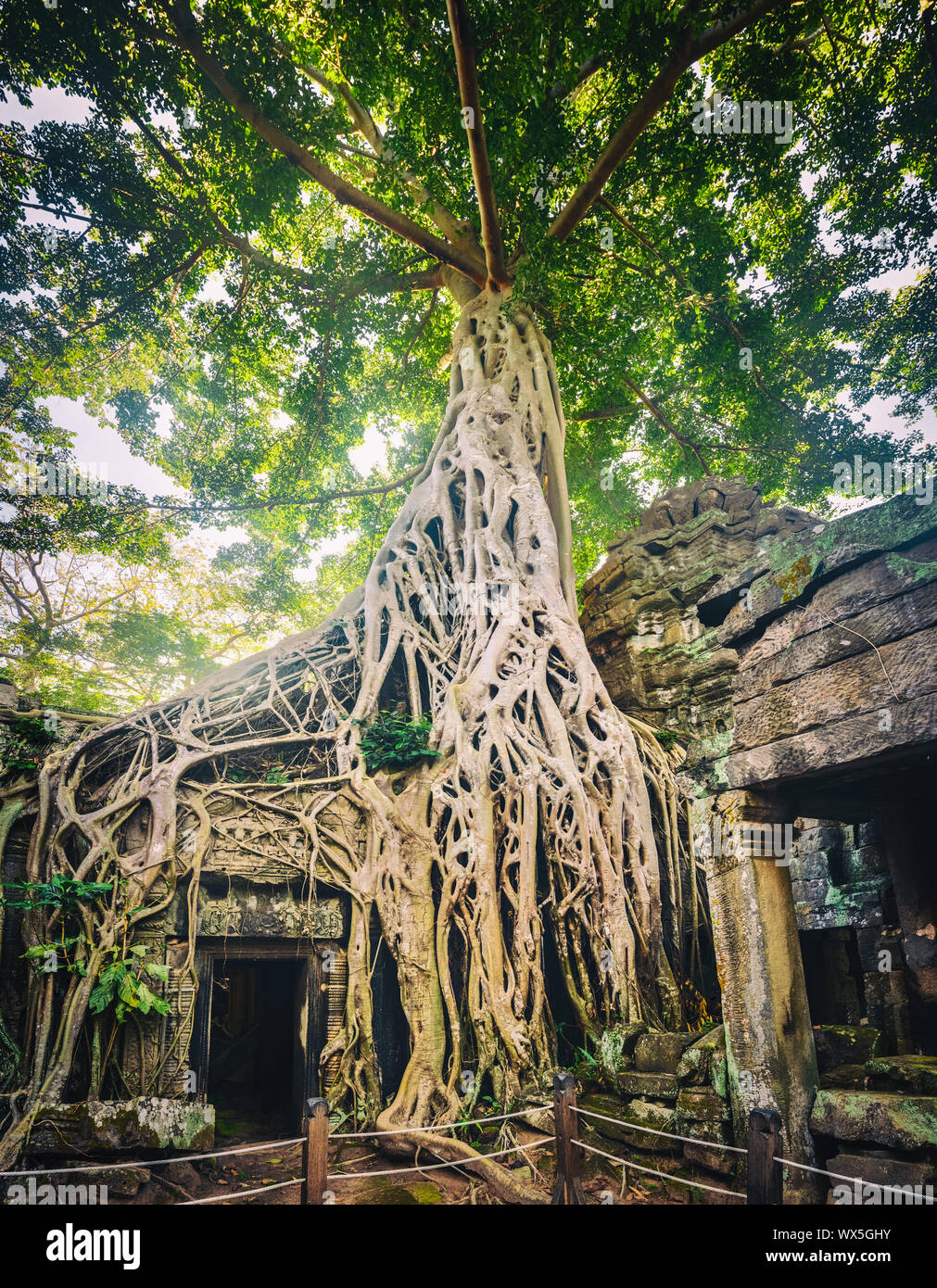 Ta Prohm Tempel. Siem Reap. Kambodscha Stockfoto