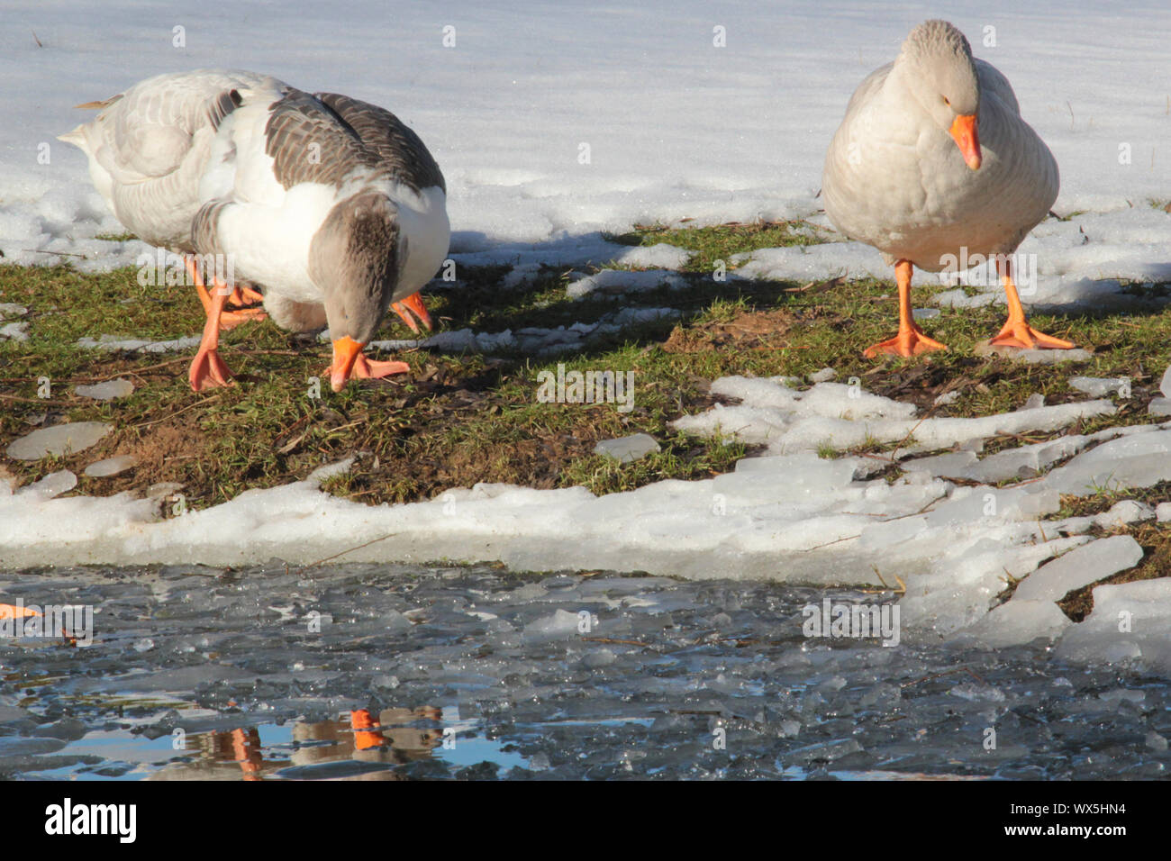 Pommersche Gans Stockfoto