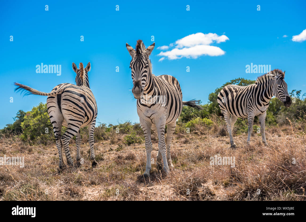 Drei Zebras über Blau bewölkter Himmel Hintergrund Stockfoto