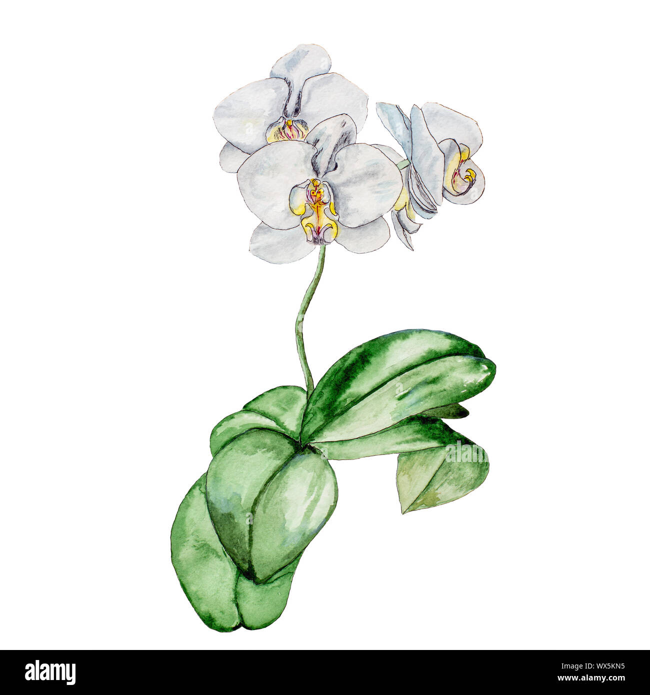 Blühende White Orchid. Stockfoto
