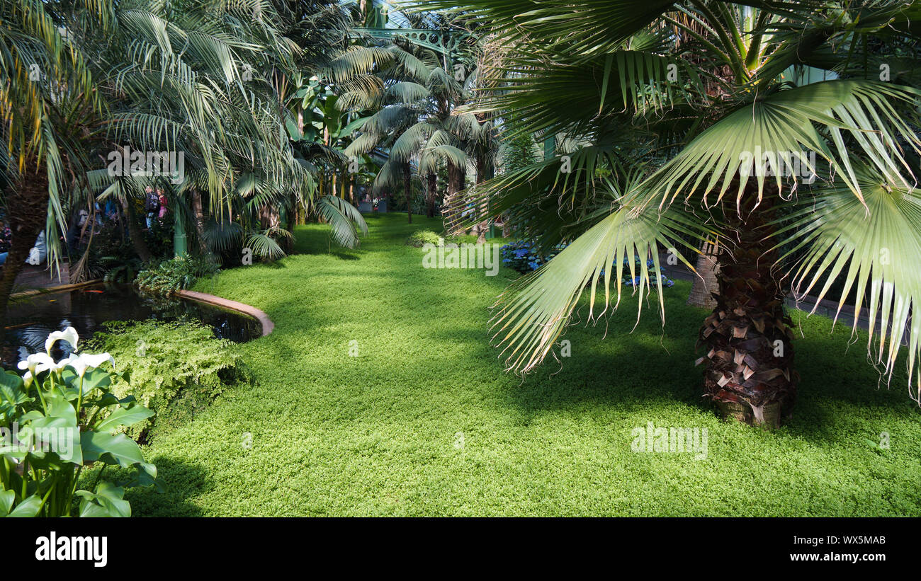 Wiese im Art-déco-Haus wachsen Palmen und Gras Stockfoto