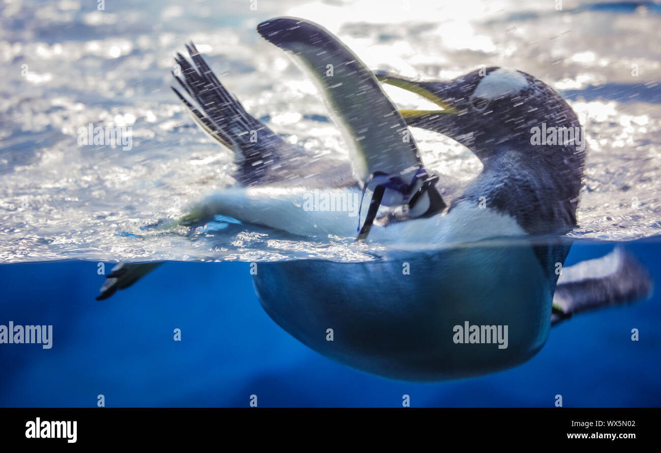 Kleinen niedlichen Pinguin in Wasser getaucht Stockfoto