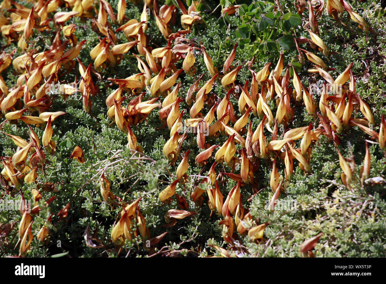 Lotus eremiticus, auf La Palma endemische horn Klee, El Paso, La Palma, Kanarische Inseln, Spanien Stockfoto