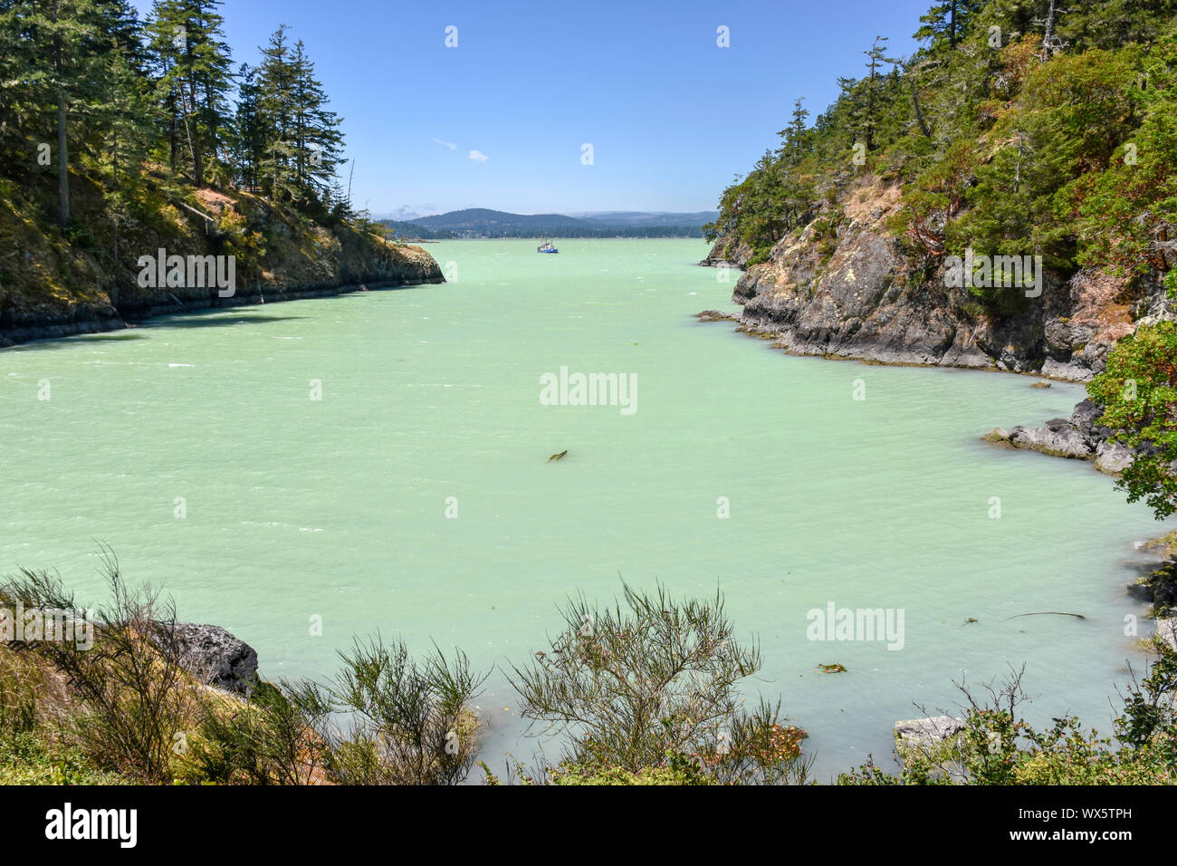 2016 traf eine Algenblüte das Sooke Basin und die umliegende Küste von Vancouver Island, was einen blauen, grünen Farbton ins Wasser brachte. Stockfoto