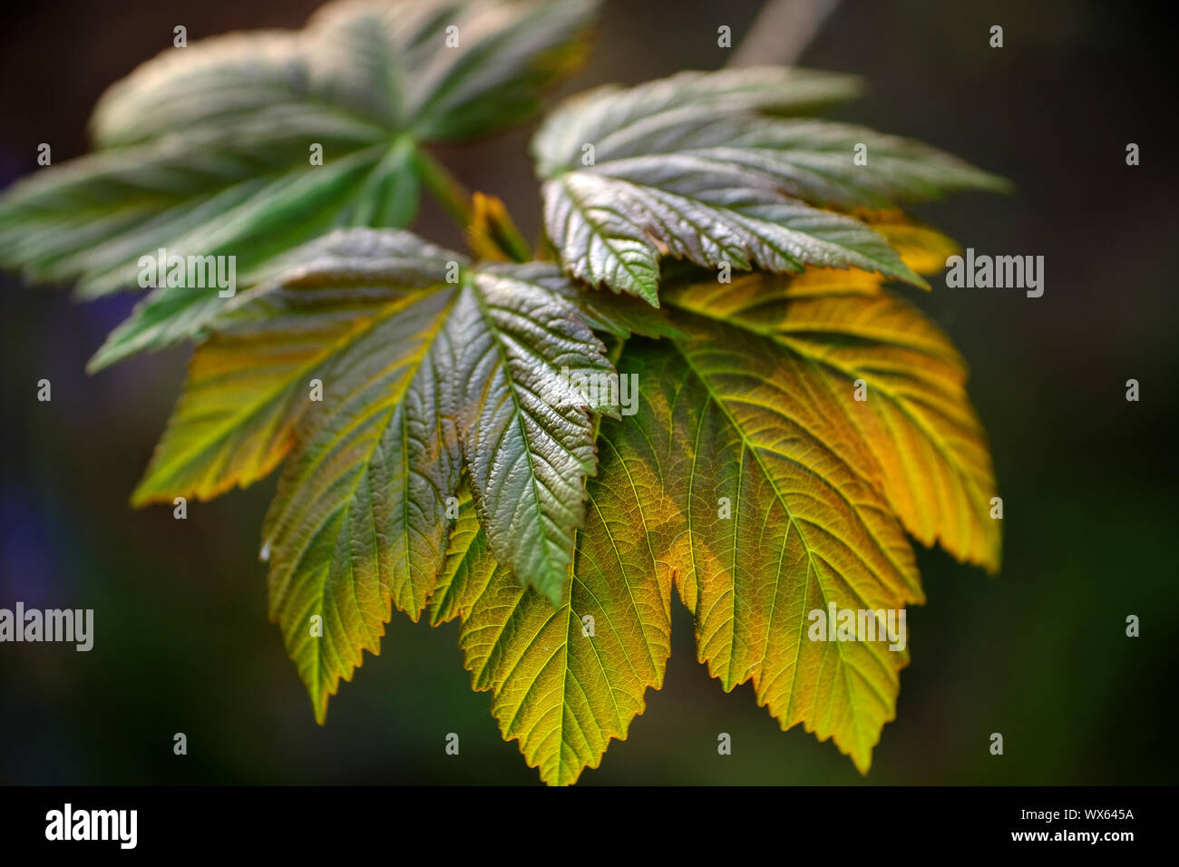 In der Nähe von Sycamore verlässt. Stockfoto