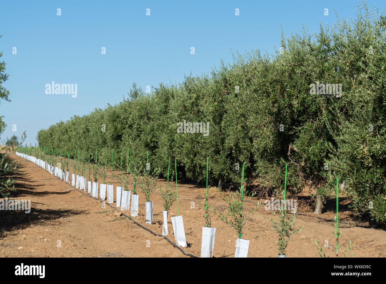 taxus hillii kaufen Taxus media Hillii
