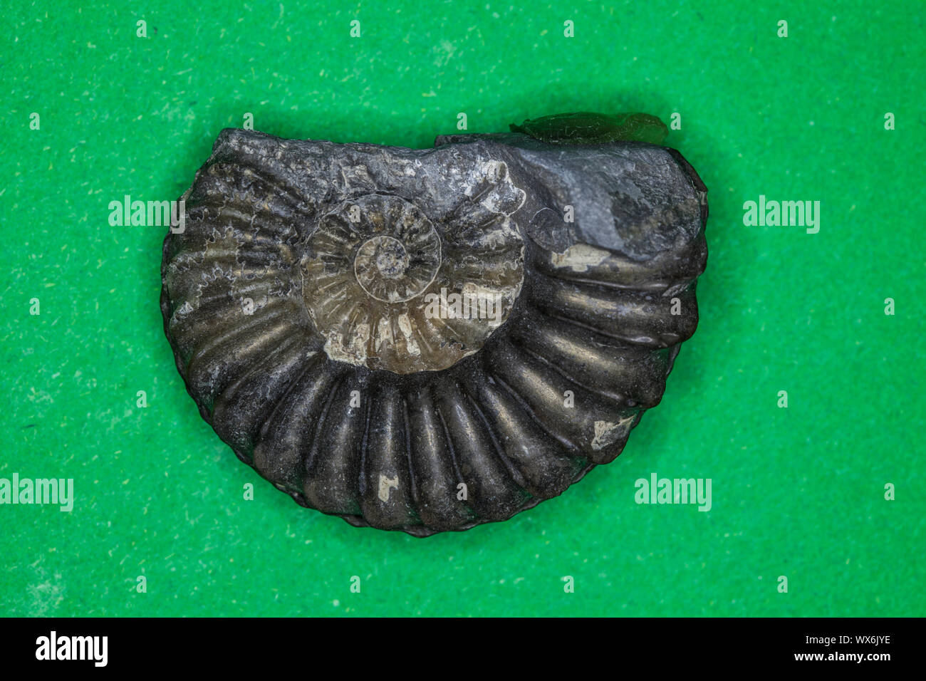 Ammonit pyritized, 150 Millionen Jahre alt, Bayern Stockfoto