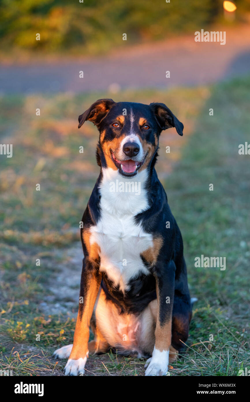 Porträt der Appenzeller Sennenhund, sitzen auf den Sommer Feld, Tageslicht Stockfoto