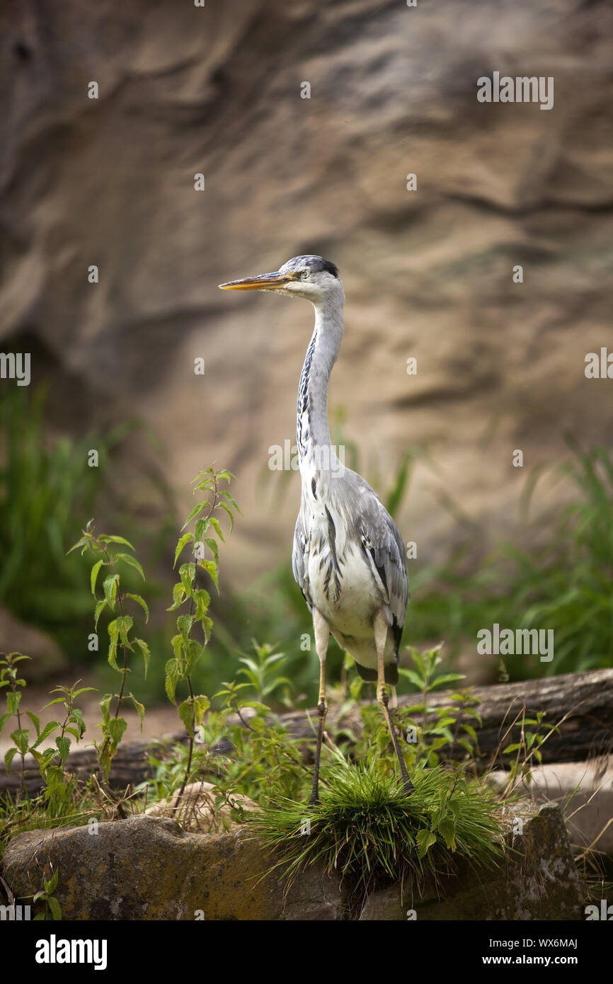 Graureiher (Ardea cinerea), ZOOM Erlebniswelt, Gelsenkirchen, Ruhrgebiet, Deutschland, Europa Stockfoto