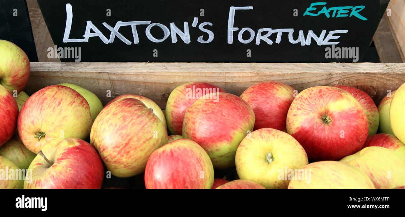 Apple, Laxton's Fortune, Äpfel, Apfel essen, gesunde Ernährung, Hofladen Anzeige Stockfoto
