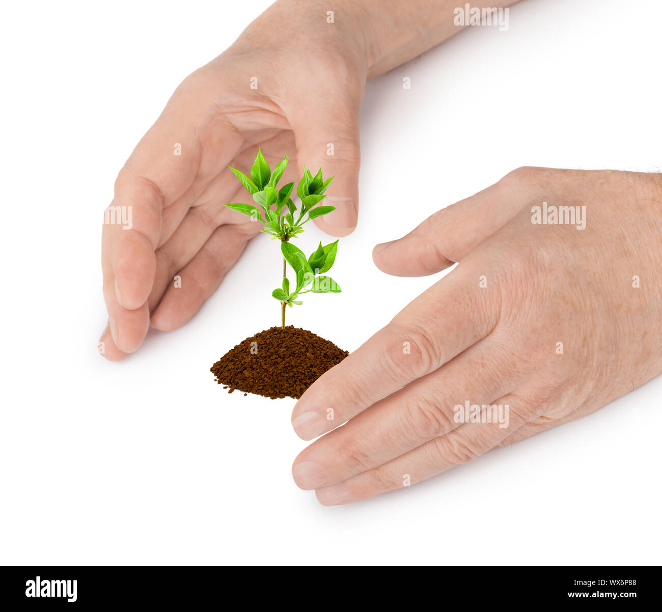 Hände und Pflanze Stockfoto