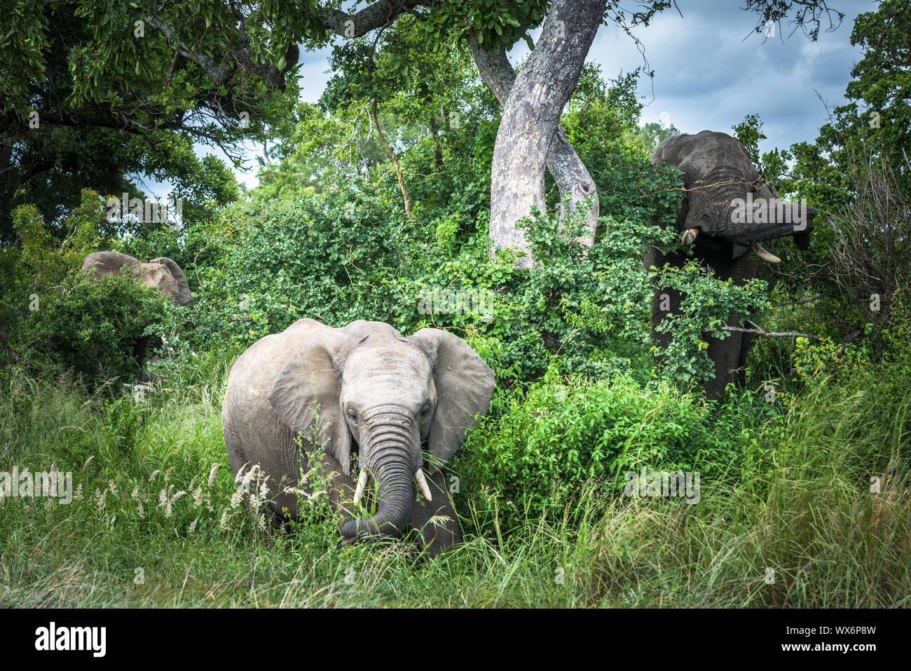 Elefanten im Krüger Nationalpark, Südafrika. Stockfoto