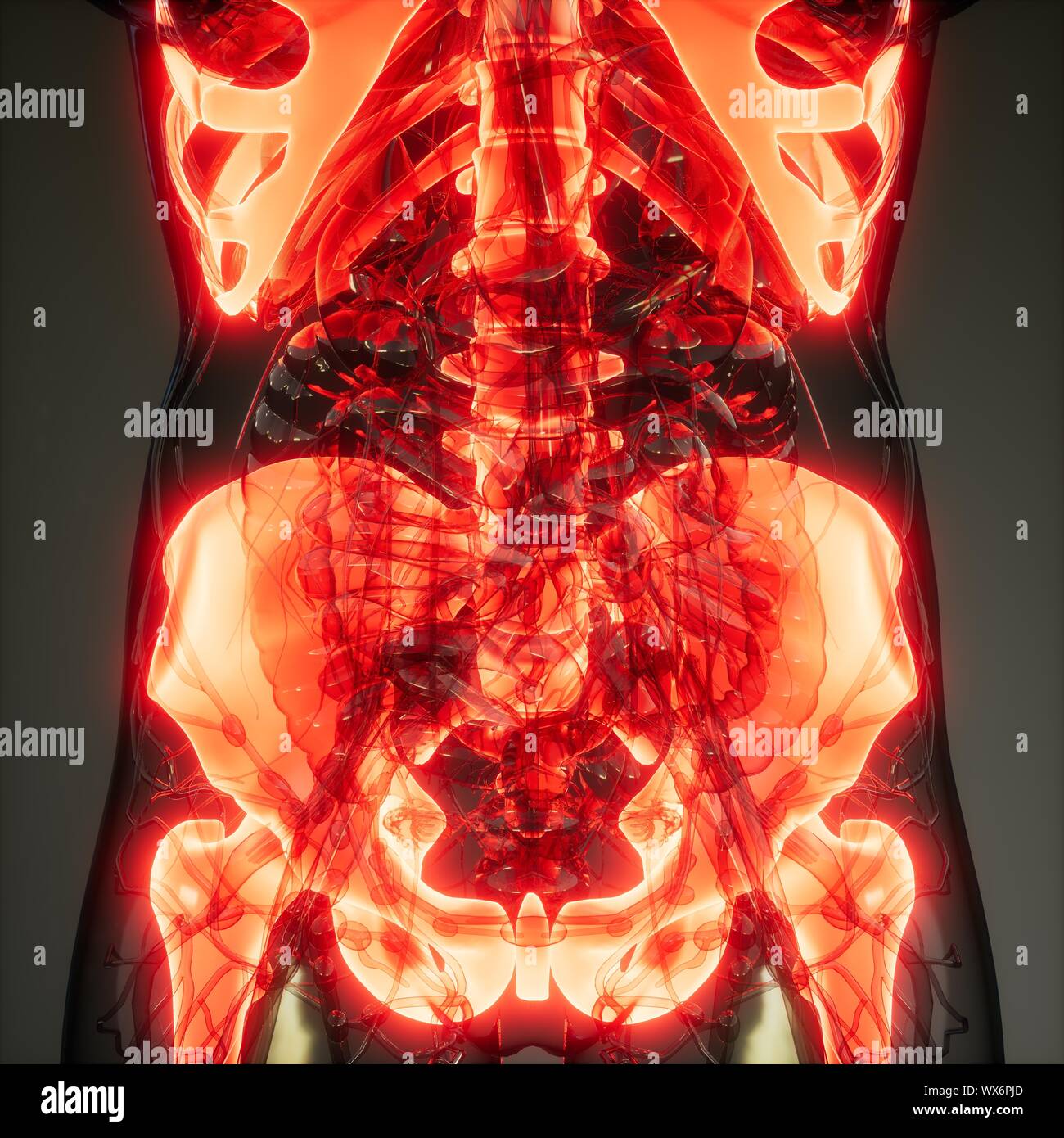 Transparente Körper, mit sichtbaren Knochen Stockfoto
