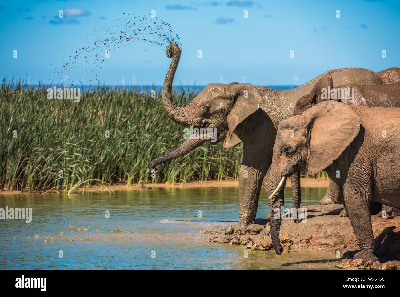 Die elefantenherde am Wasserloch, Südafrika Stockfoto