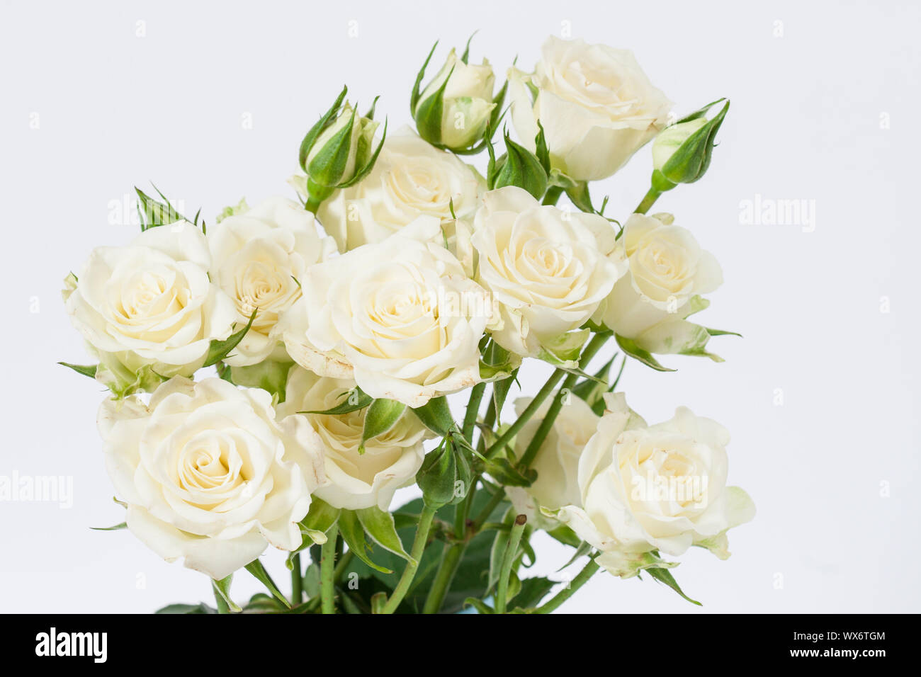 Weiße Rosen Stockfoto