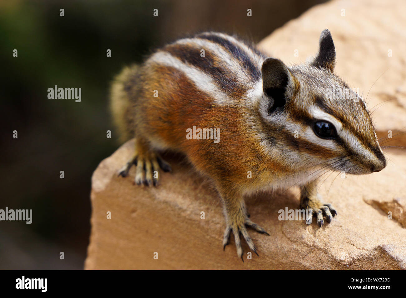 Niedliche Eichhörnchen sitzt auf Stein Geländer Stockfoto