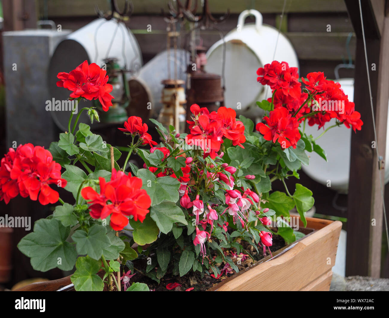 Rote Blumen Stockfoto