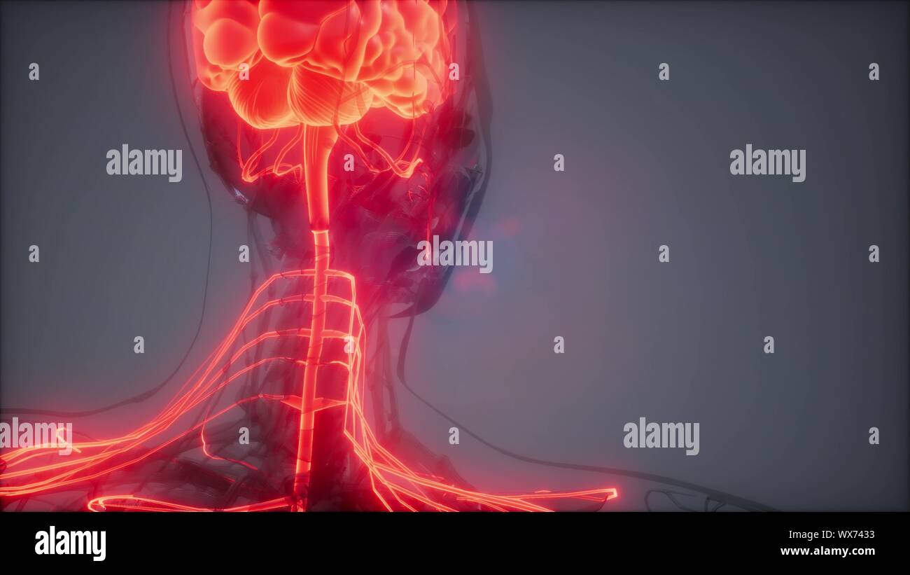 Menschliche Gehirn Radiologie Prüfung Stockfoto