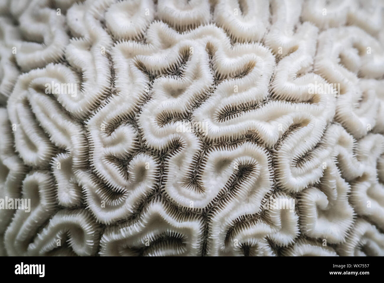Coral close-up suchen wie das Innere des menschlichen Gehirns Stockfoto