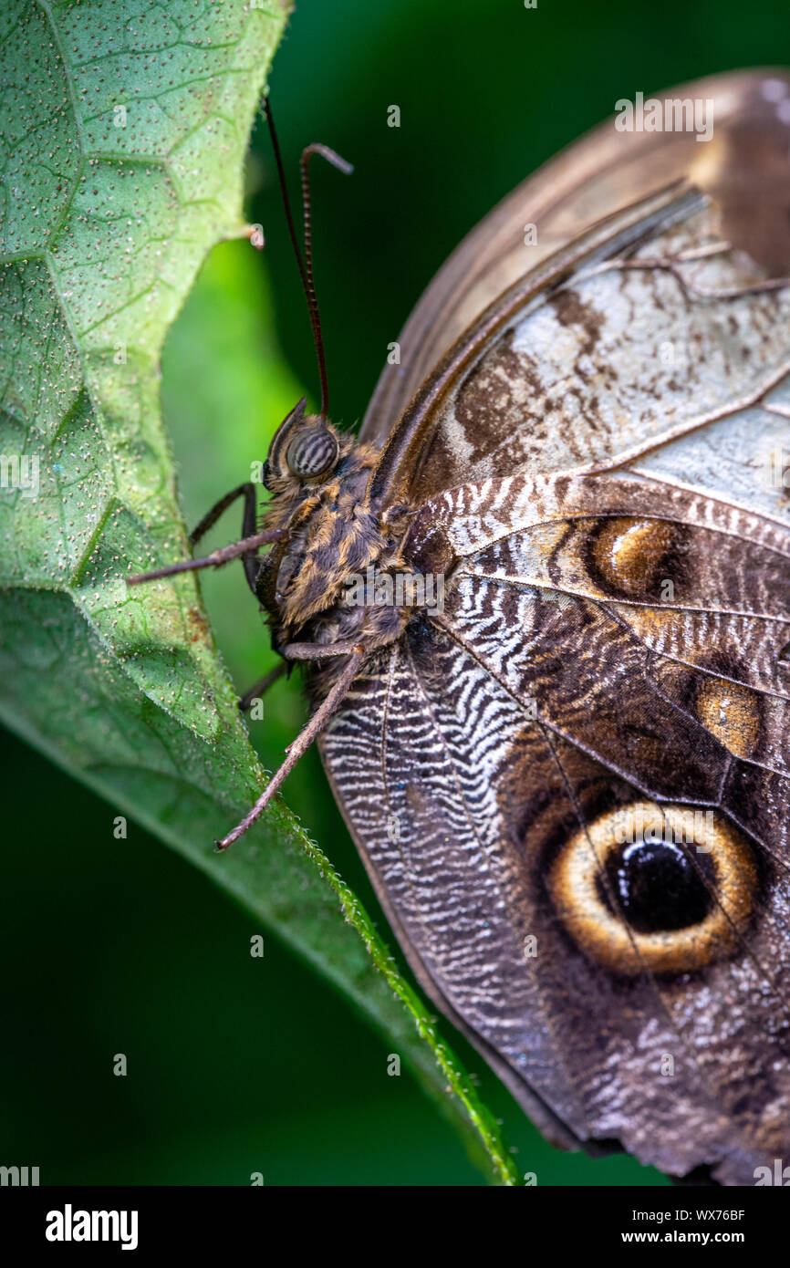 Makroaufnahme einer Eule Schmetterling auf einer strukturierten Blatt Stockfoto